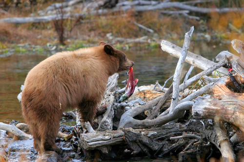 IMG_0690_bear_salmon_edit.jpg