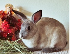 Bunny_-_Diana_Fleig.jpg