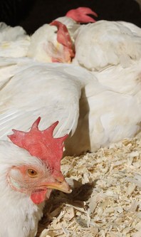 Hens
