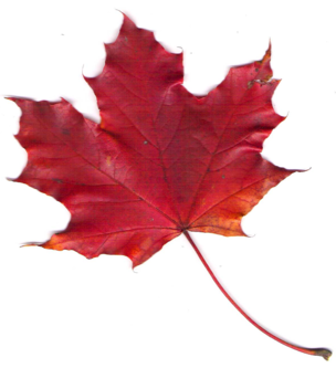 Leaf