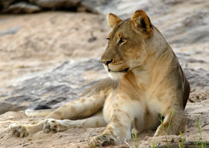 Lion_colleenbegg_web