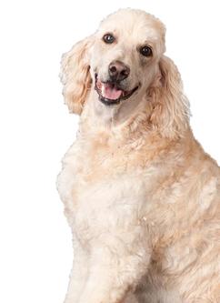 Fur_ball_dog