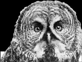 Yosemite_area_audubon_society