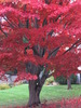 Red_tree_thumb