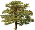 Oaktree