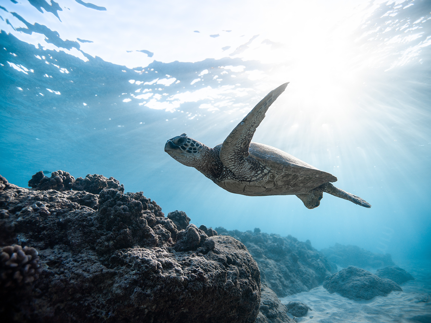 Sea turtle swimming near the corals