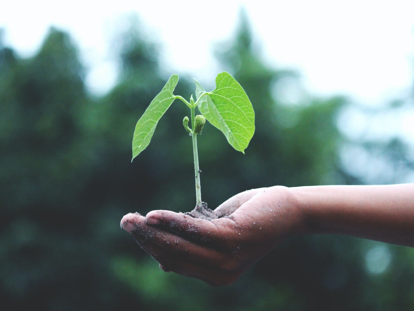 Mano con una planta