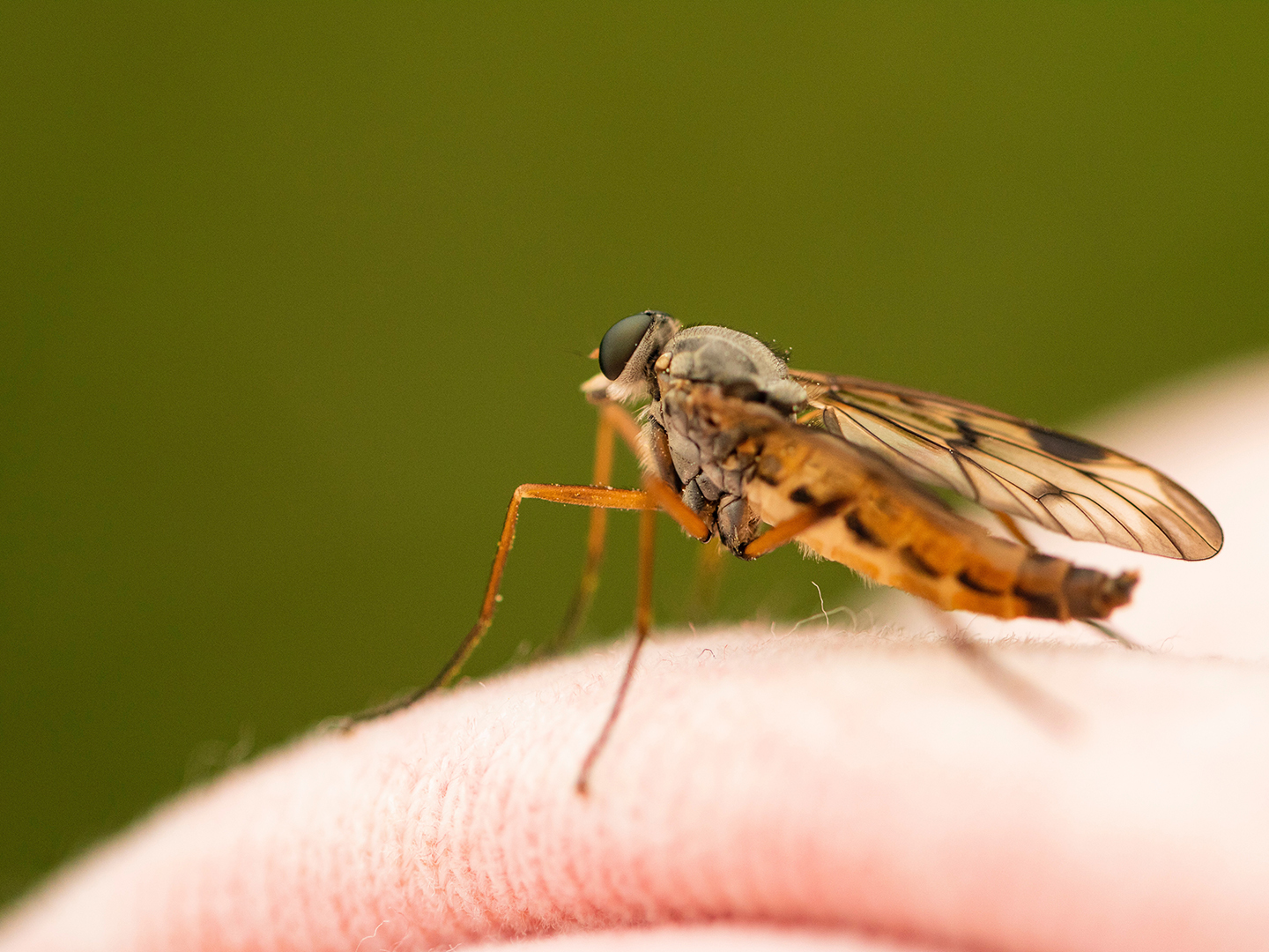 A mosquito on a sweater