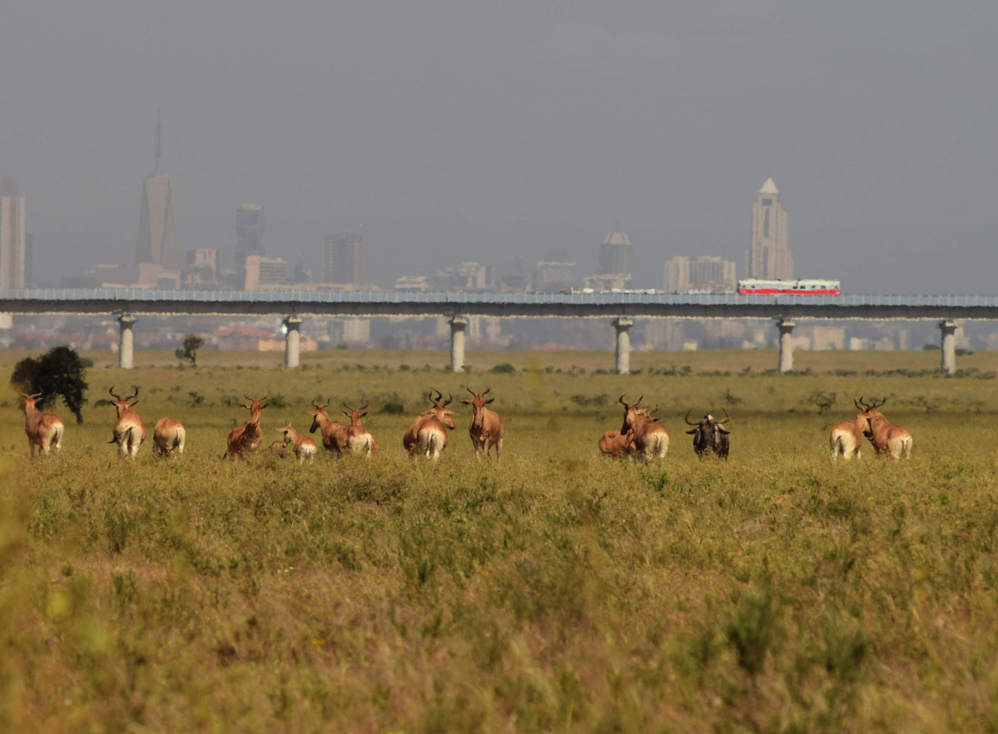 Nairobi National Park and the Standard Gauge Railway. Kamweti Mutu/Flickr