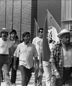 Cesar Chavez marches from Mexican border to Sacramento, California with United Farm Workers union members