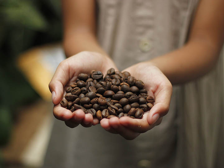 Latin American child holding coffee beans in hand