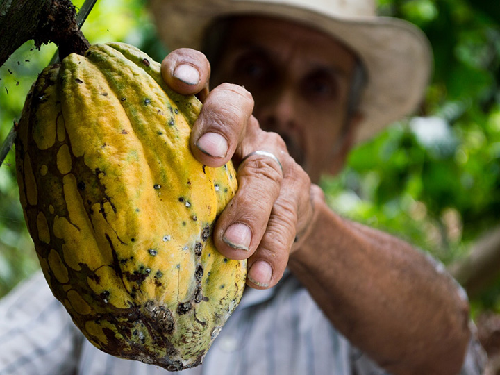 Farmer in a straw hat holding a yellow cacao pod