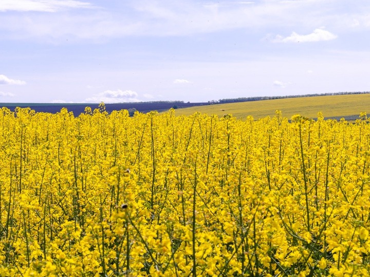 A field of bright yellow canola flowers