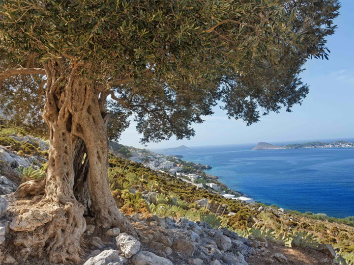 View of a tree and water in Greece