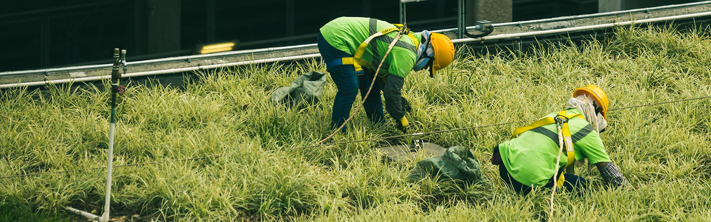 Workers installing a green roof