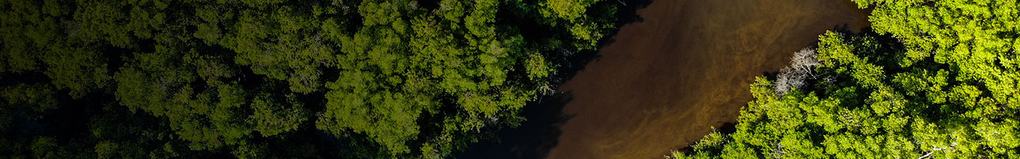 Aerial shot of the Amazon river and rainforest