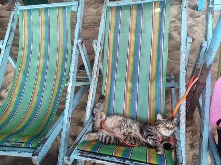 gatos