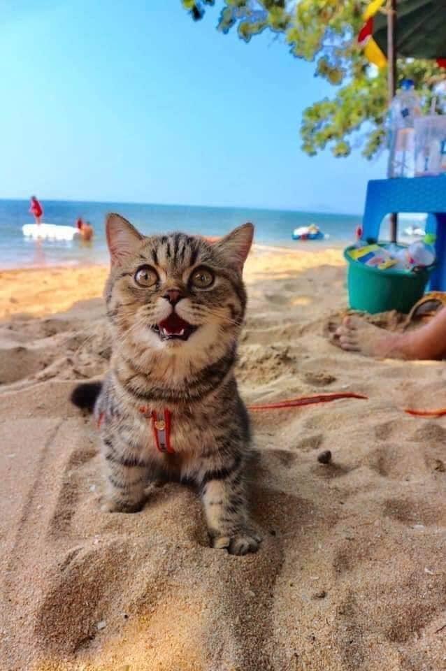 gatos