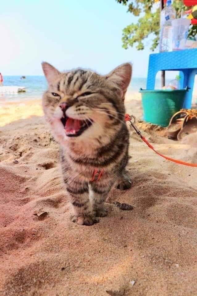 gatos