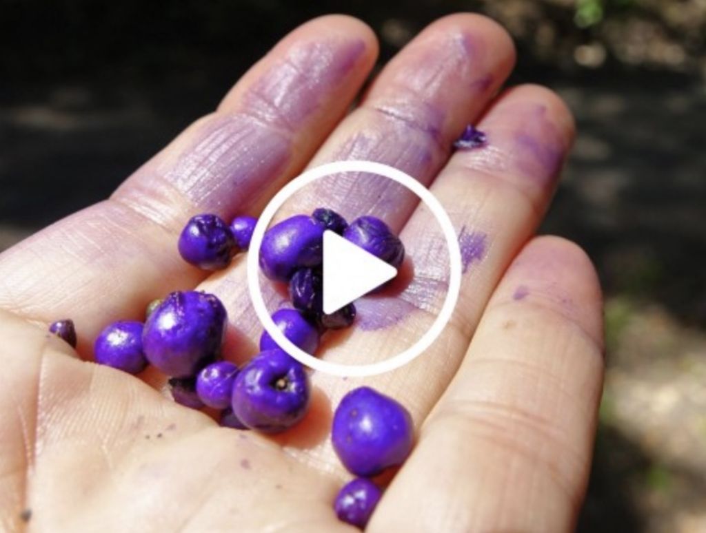 Customer Opinions About Glucoberry