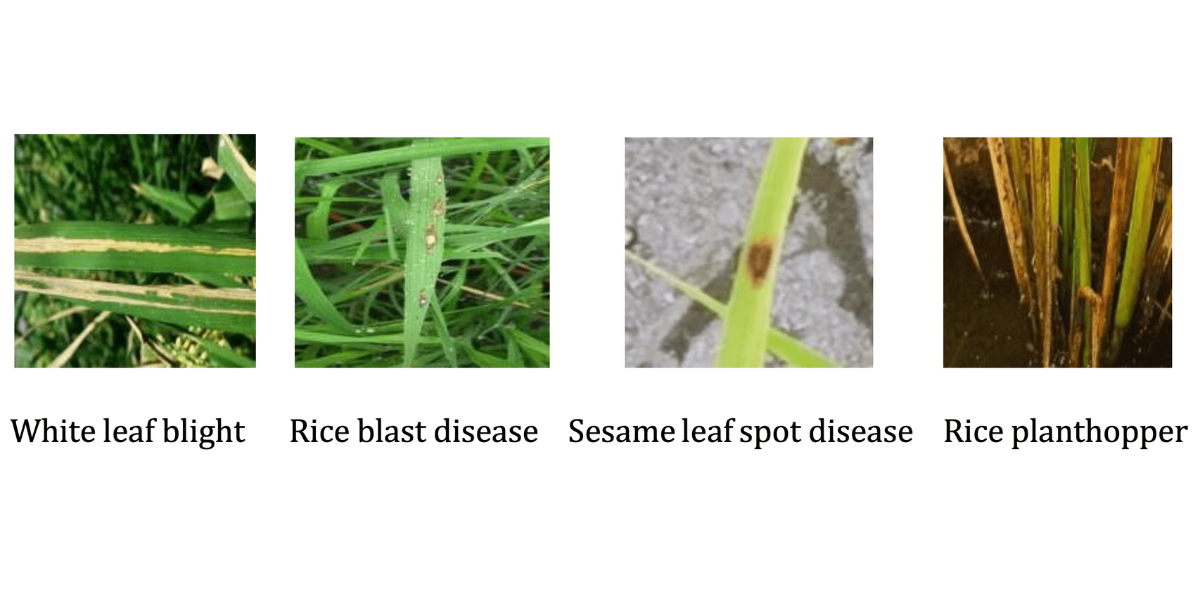 rice leaf pests and diseases