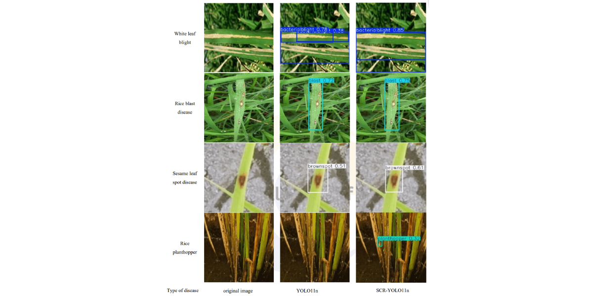 Comparison of model detection effect before and after improvement