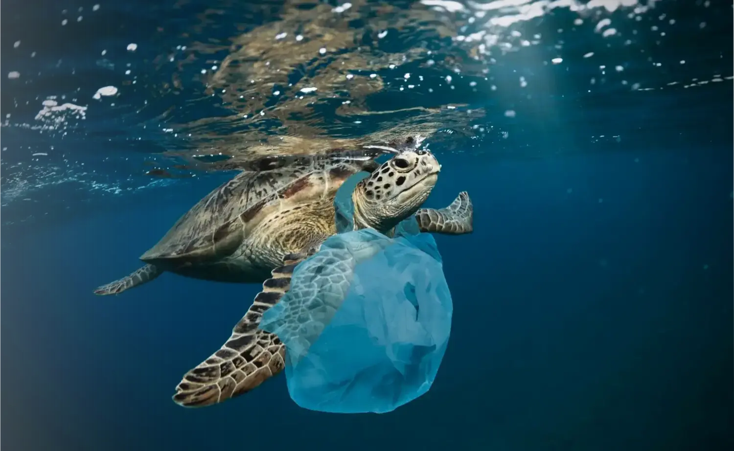 Turtle with plastic bag around neck