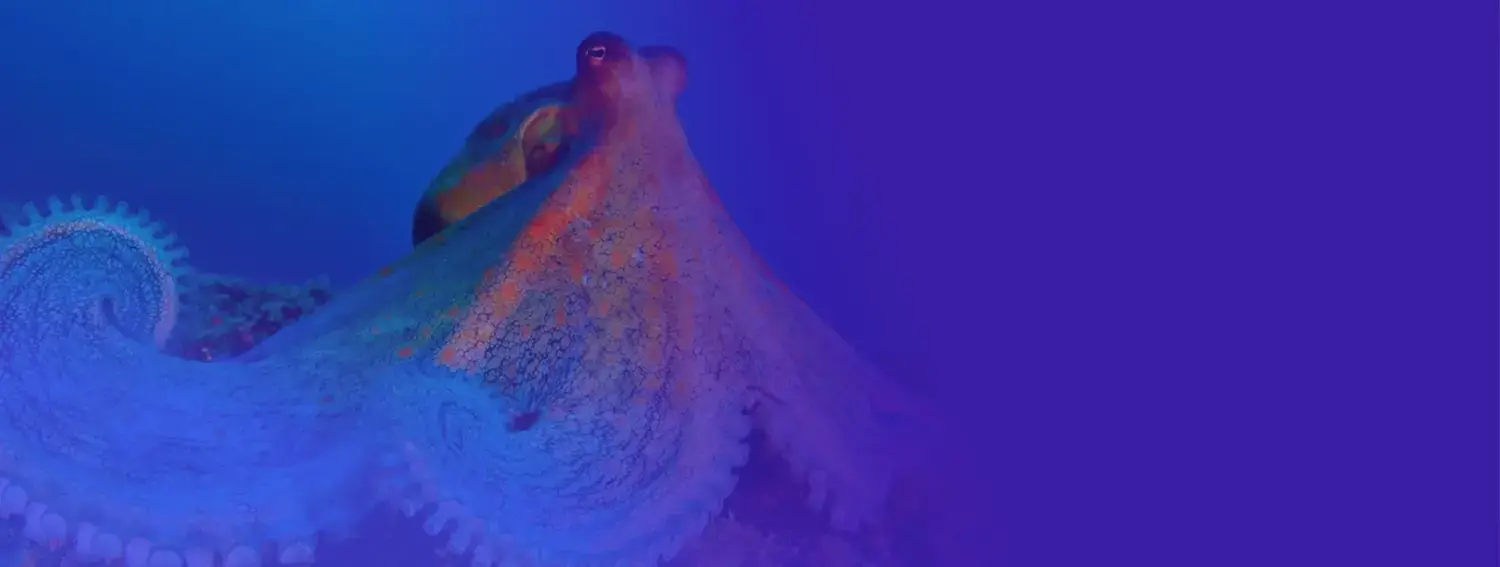 Octupus