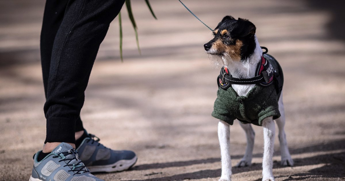 es un requisito legal llevar a un perro con correa
