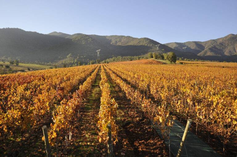 Vista a las viñas que se pueden visitar en el trayecto del tren Sabores Alto Colchagua.
