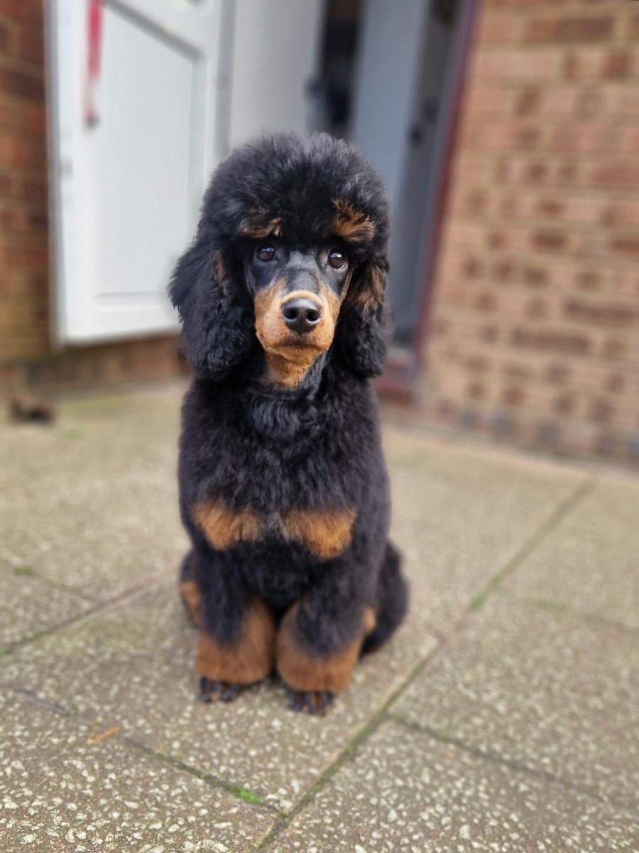 Four Muddy Paws Grooming Book Your Appointment Online Now