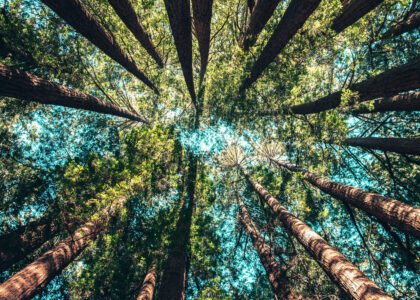 Tree Circle. Pic by Casey Horner