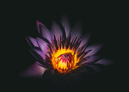 Aquarius - be different. Photo courtesy of Ameen Fahmy on Unsplash
