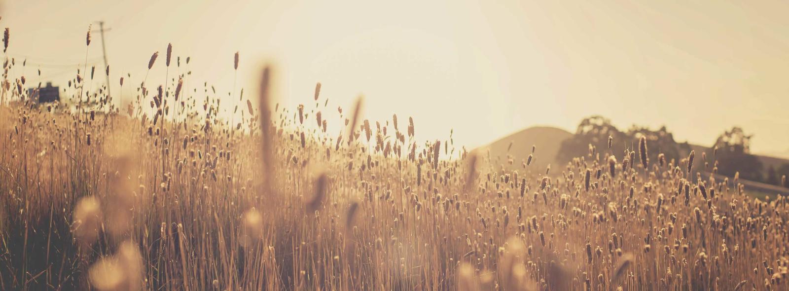 The Future Hope of a Believer