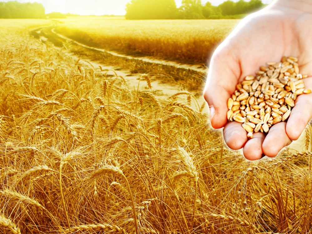 Guía de Fidelidad en Cuarentena