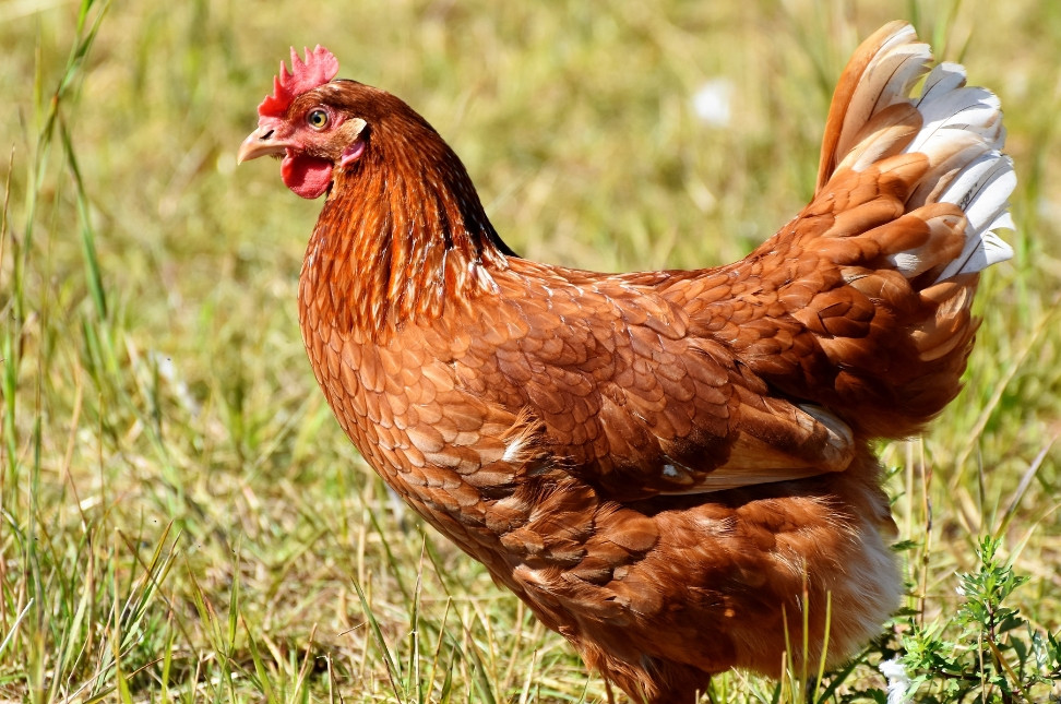 chicken-in-field.jpg