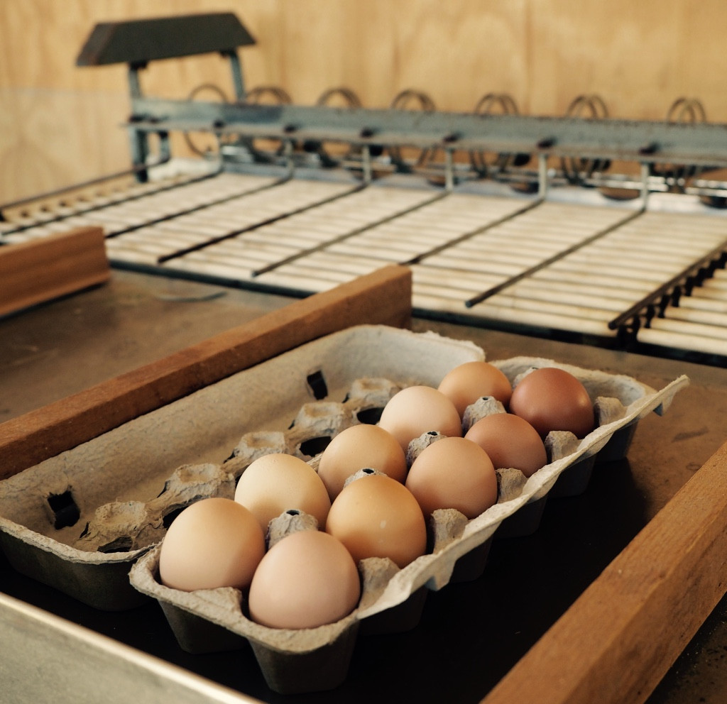 Large Eggs