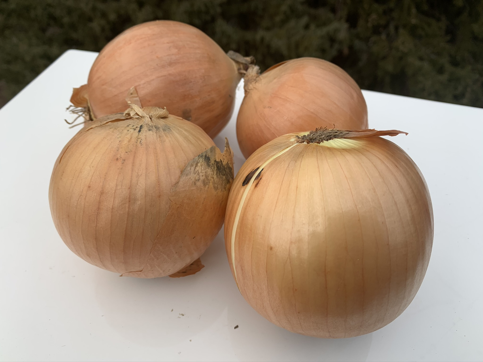 Yellow Onion Avrom Farm
