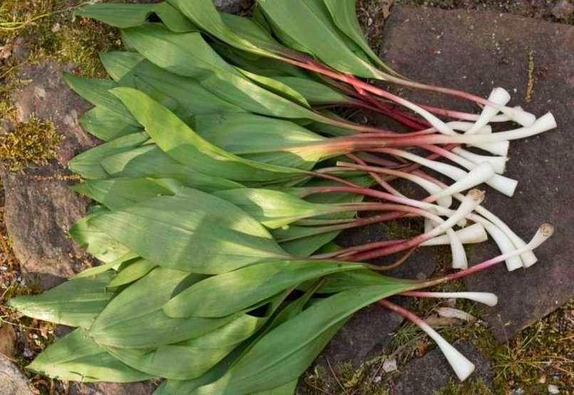 Fresh Ramps Avrom Farm