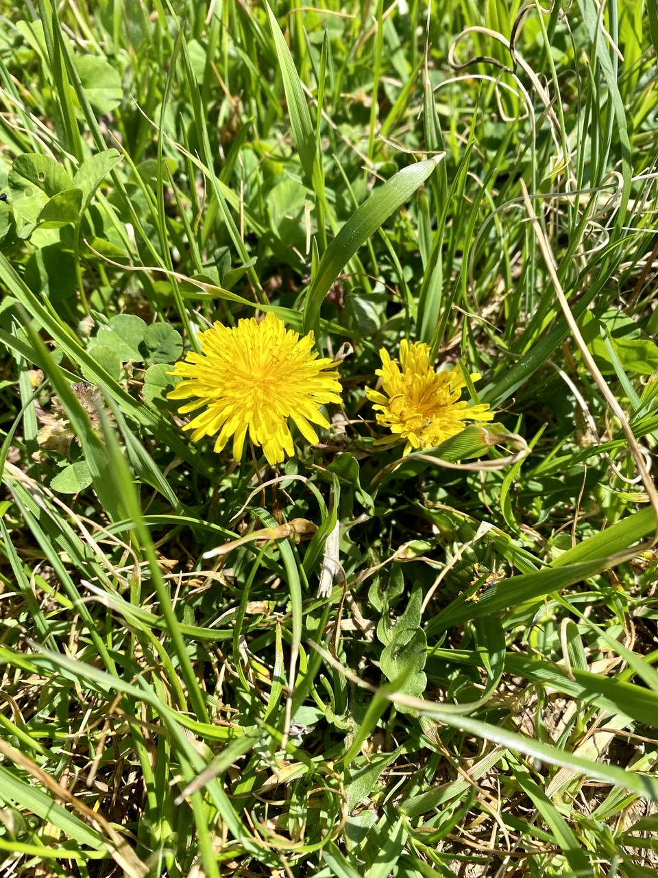 Dandelions for the win!