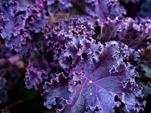 Scarlet Kale