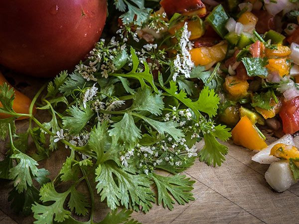 Cilantro