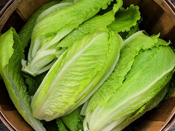 Romaine Lettuce