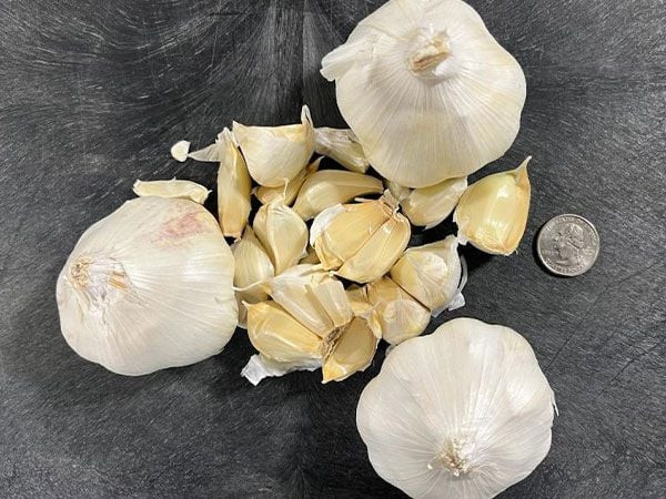 Garlic