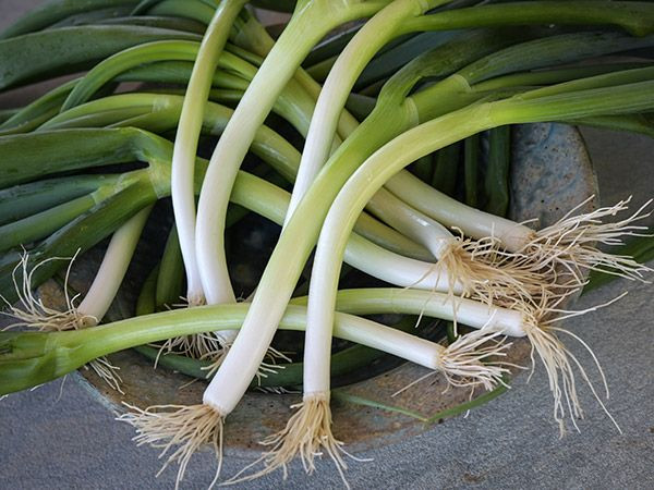 Scallions (Green onions)