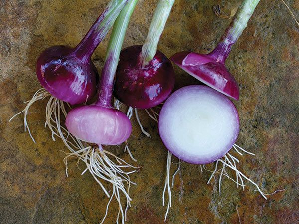 Red Onion