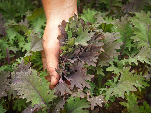 Baby Kale