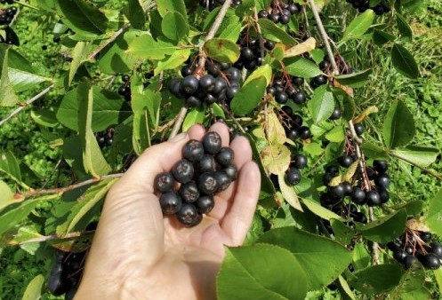 ARONIA BERRIES