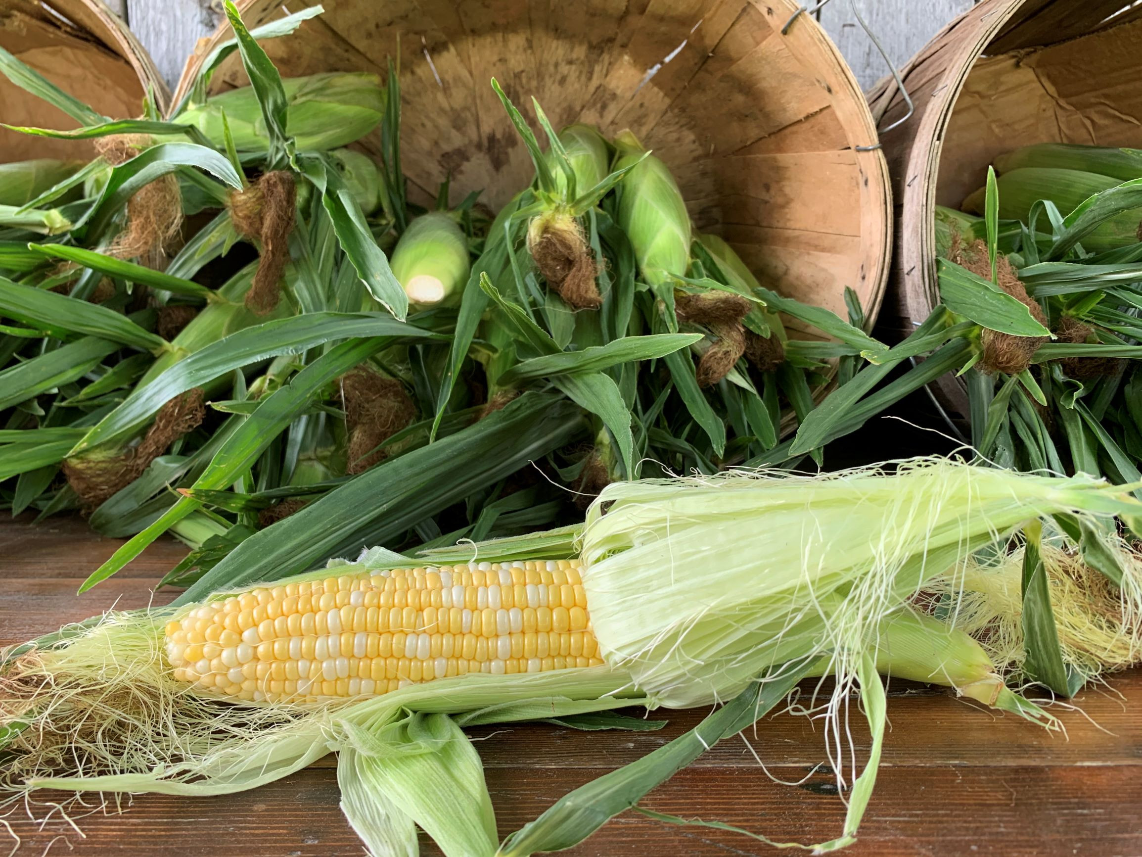 Sweet Corn Snug Valley Farm