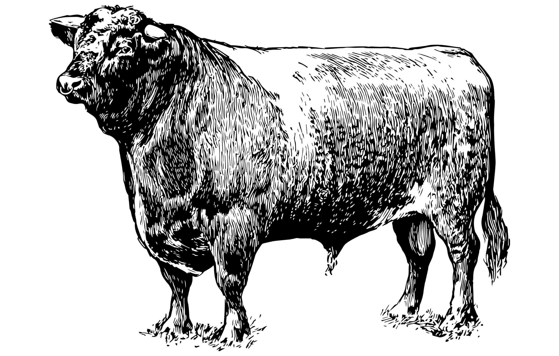 Local Farm Meat Delivery in Holland, Michigan Bethlehem Farm